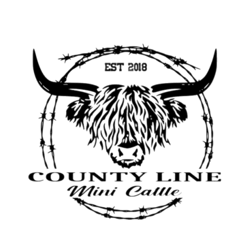 County Line Mini Cattle