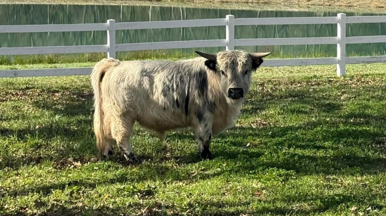 Chamberlain Cattle Co.