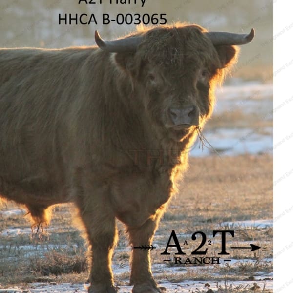 Harry logo and HHCA