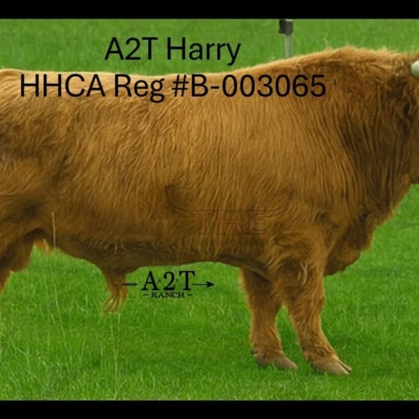 cropped-A2THarryGreenGrassforWEBSITE.jpg