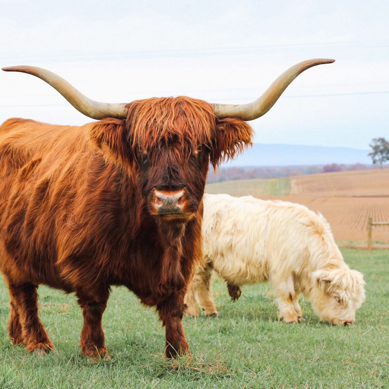 Still View Cattle Company