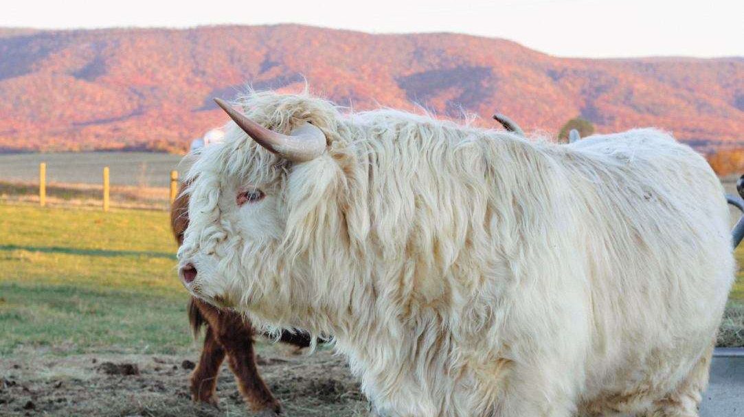 Still View Cattle Company