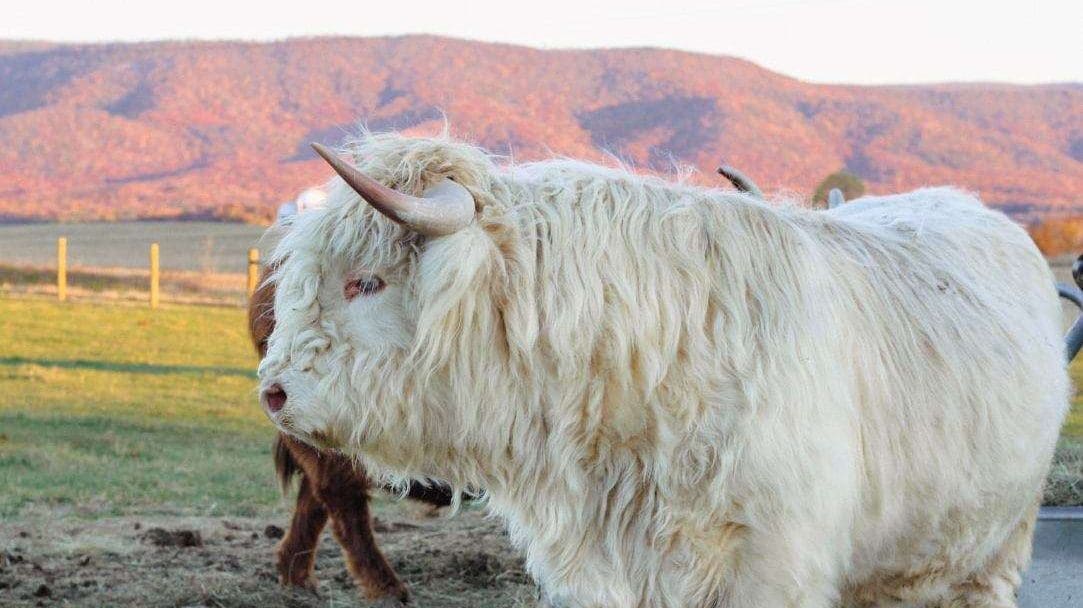 Still View Cattle Company